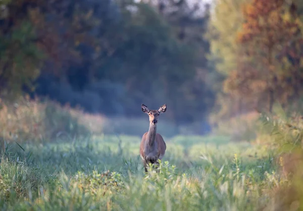 Porträt Einer Hirschkuh Wald Blickt Die Kamera Wildtiere Natürlichem Lebensraum — Stockfoto