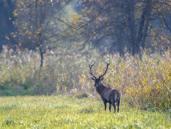 Rothirsch Mit Großem Geweih Läuft Nebligem Morgen Auf Einer Wiese — Stockfoto