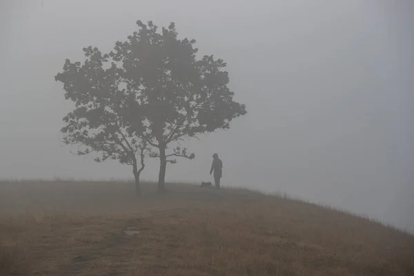 Silueta Mujer Con Perro Lado Del Árbol Mañana Brumosa Ambiente — Foto de Stock