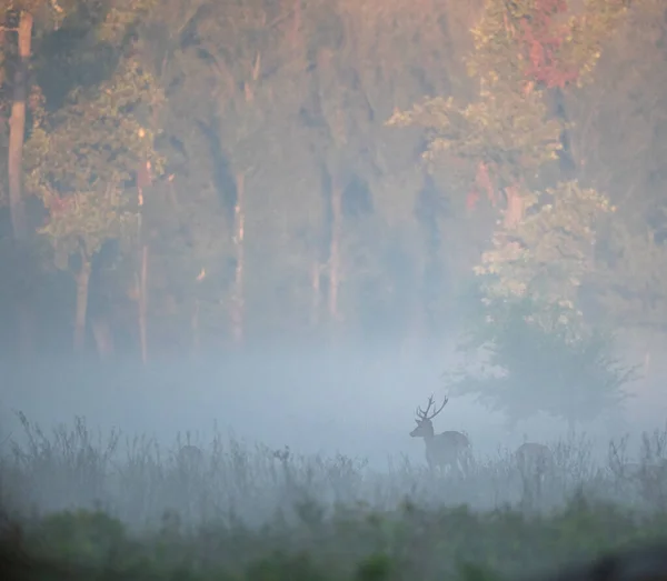 Červený Jelen Parohy Kráčející Louce Lese Mlhavého Podzimního Rána Divoká — Stock fotografie