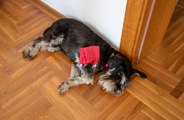 Cão Bonito Dormindo Chão Casa Segurando Máscara Protetora Cotovelo Perna — Fotografia de Stock