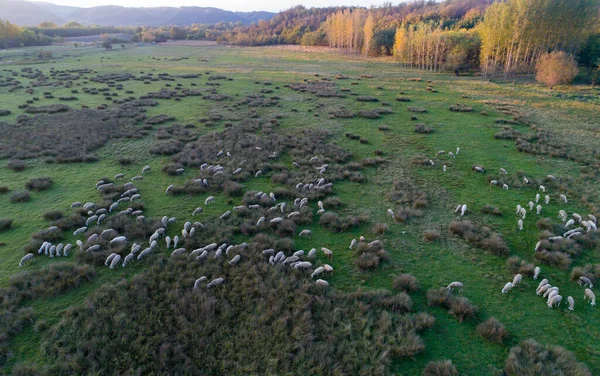 日没時に牧草地に羊の放牧群れの空中画像 有機農業と健康農業の概念 — ストック写真