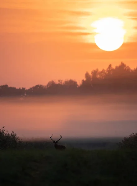 在雾蒙蒙的早晨 长着大鹿角的红鹿在草地上散步 大太阳在树后升起 自然生境中的野生动物 — 图库照片