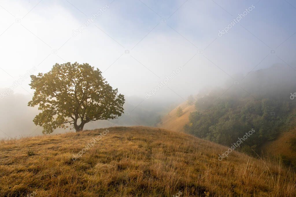 One tree in beautiful landscape of Deliblatska pescara sandy hills covered with grass on foggy autumn morning