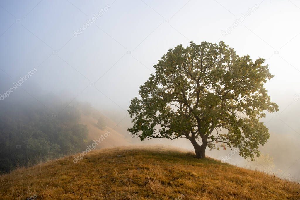 One tree in beautiful landscape of Deliblatska pescara sandy hills covered with grass on foggy autumn morning
