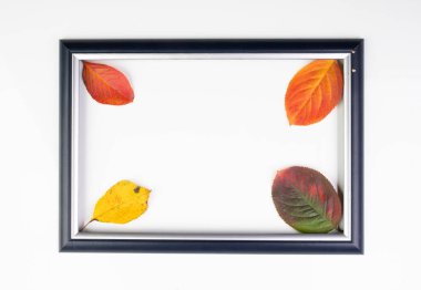 Beyaz arkaplanda resim çerçevesinde renkli sonbahar yaprakları