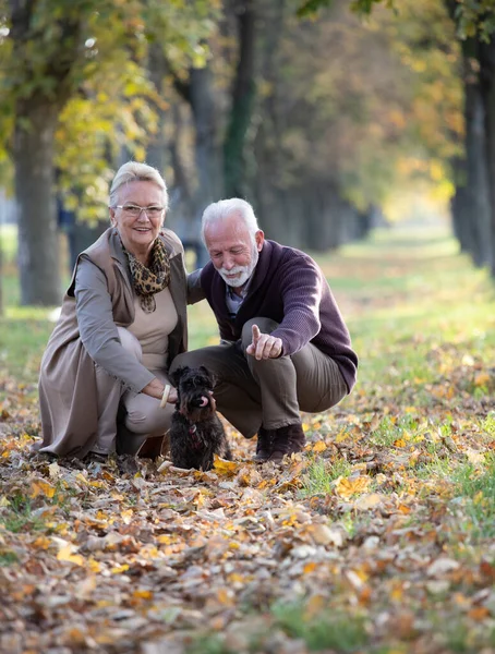 Senior Couple Cute Dog Squatting Forest Autumn Leaves Ground — Stock Photo, Image