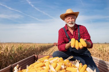 Kıdemli çiftçi traktör römorkunda oturur ve mısır koçanları gösterirken arka planda çalışan hasat makinesini birleştirir.