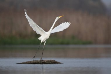 Great white heron with wings spread taking off from trunk floating in water clipart