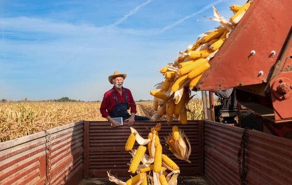 Satisfait Agriculteur Âgé Regardant Combiner Moissonneuse Batteuse Jeter Épis Maïs — Photo