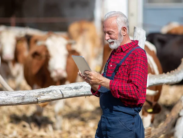 Maturo Adulto Agricoltore Guardando Tablet Fronte Bovini Fienile Fine Estate — Foto Stock