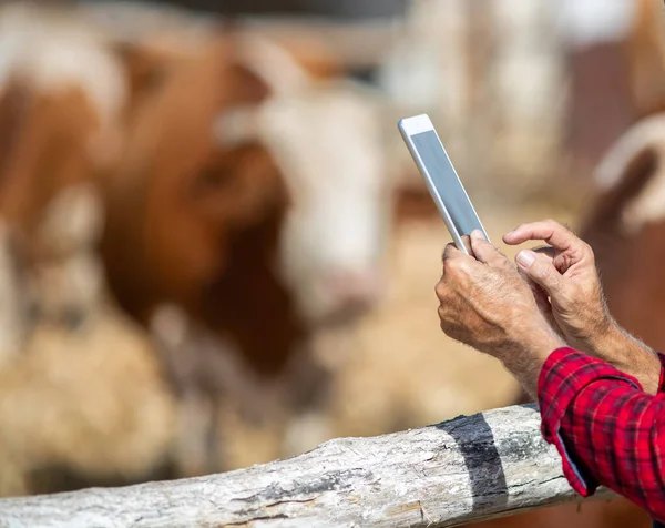 Zbliżenie Dojrzałego Rolnika Trzymającego Tabletkę Przed Krowami Stodole — Zdjęcie stockowe