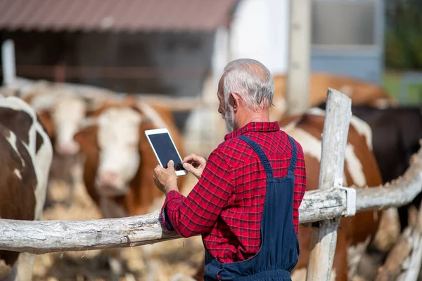 Maturo Adulto Agricoltore Guardando Tablet Fronte Bovini Fienile Fine Estate — Foto Stock