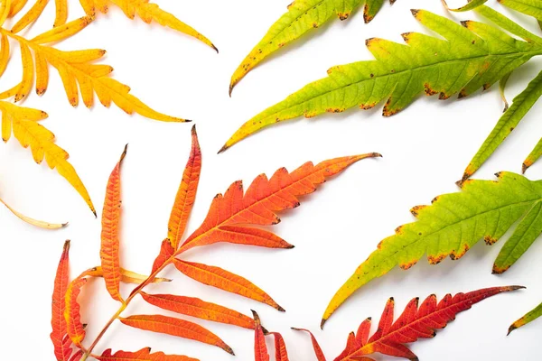 Barevné Podzimní Listí Izolované Bílém Pozadí — Stock fotografie