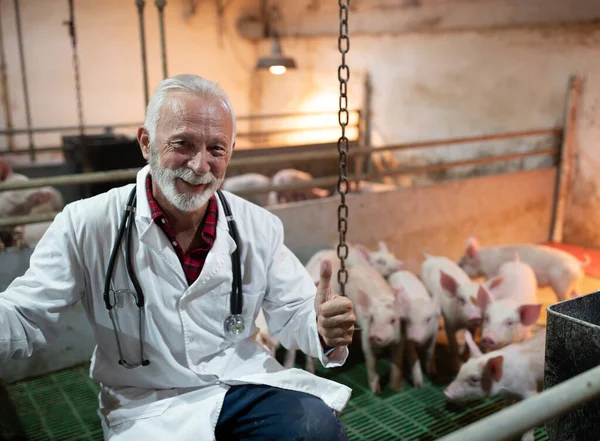 Vétérinaire Satisfait Manteau Blanc Accroupi Côté Des Porcelets Montrant Pouce — Photo