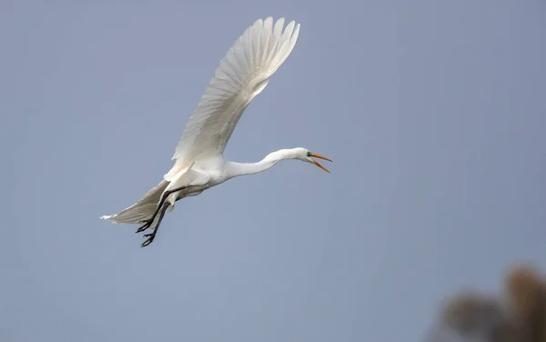 広がった翼を持つ青い空を飛ぶ偉大な白いサギ — ストック写真