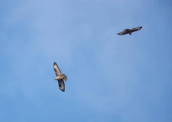 Twee Buizerd Arenden Buteo Buteo Met Uitgespreide Vleugels Vliegen Blauwe — Stockfoto