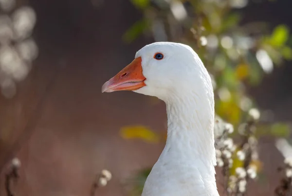 Portrait White Domesticated Goose Outdoor Organic Breeding Concept — Stock Photo, Image