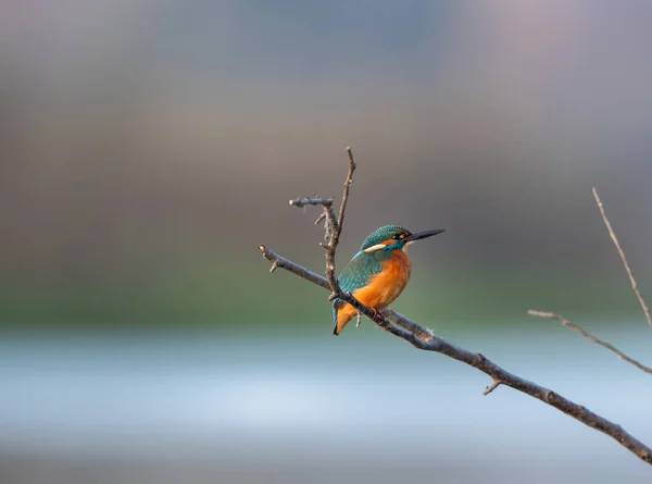 Kingfisher Alcedo Atthis Oiseau Coloré Debout Sur Bâton Dessus Eau — Photo