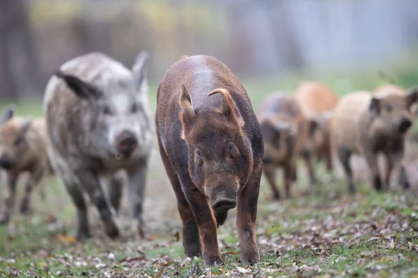 Mangalitsa Domuzları Ormanda Çayırlarda Koşuyor Geleneksel Organik Çiftlik Hayvanları Yetiştiriciliği — Stok fotoğraf