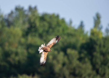 Ağaçların ve çayırların üzerinde uçan kanatları olan şahin (Buteo buteo)