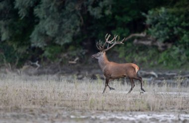Büyük boynuzlu kızıl geyik yazın ormanda yürüyor. Doğal yaşam ortamında vahşi yaşam