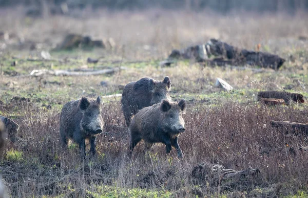 Skupina Mladých Divokých Prasat Sus Scrofa Ferus Kteří Zimě Běhají — Stock fotografie