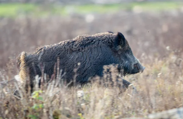 冬季野生野猪 Sus Scrofa Ferus 在森林的草地上行走 自然生境中的野生动物 — 图库照片