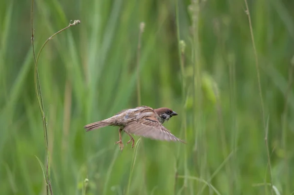 Small Sparrow Bird Passer Domesticus Flying High Grass Meadow — Stock Photo, Image