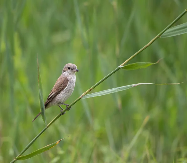 Small Brown Bird Standing Green Stem High Grass Outdoor — Stock Photo, Image