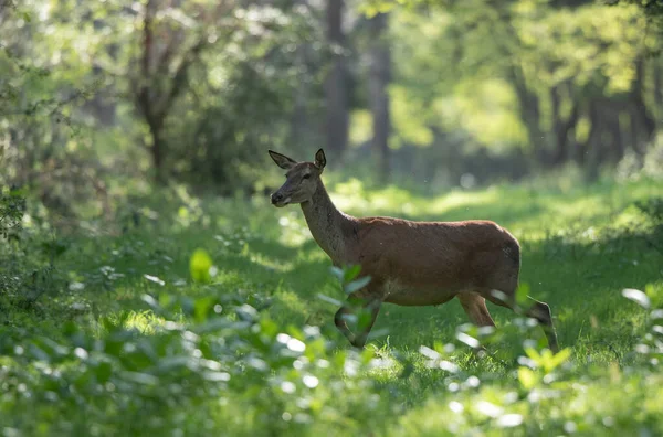 Jeune Derrière Cerf Rouge Femelle Marchant Dans Forêt Faune Dans — Photo