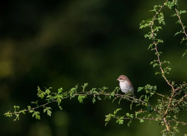 Small Brown Bird Standing Branch Tree Forest — Stock Photo, Image