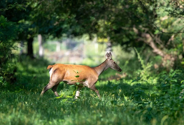 Молодая Задница Красная Оленья Самка Гуляет Лесу Дикая Природа Естественной — стоковое фото