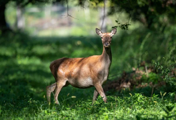 Jeune Derrière Cerf Rouge Femelle Debout Dans Forêt Faune Dans — Photo