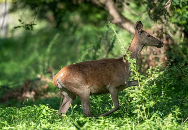 Jeune Derrière Cerf Rouge Femelle Marchant Dans Forêt Faune Dans — Photo