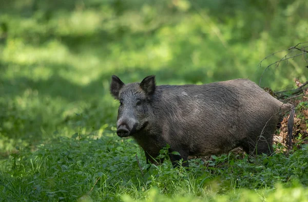Wild Boar Sus Scrofa Ferus Standing Meadow Forest Summer Time — Stock Photo, Image