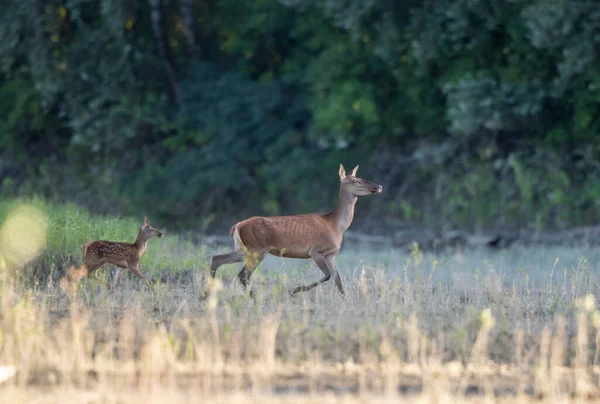 Hind Ciervo Rojo Hembra Cervatillo Caminando Prado Frente Bosque Vida —  Fotos de Stock