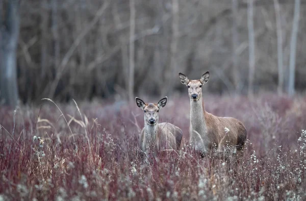 Deux Biches Cerf Rouge Femelle Debout Dans Herbe Haute Sur — Photo