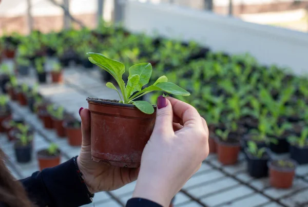 Primer Plano Mano Del Agricultor Sosteniendo Plántulas Maceta Invernadero — Foto de Stock