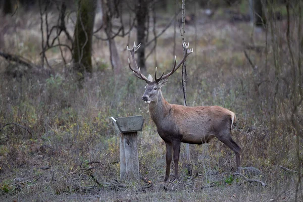 Rothirsche Mit Geweihen Stehen Winter Neben Futterhäuschen Wald Wildtiere Natürlichem — Stockfoto