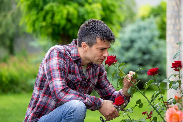 Guapo Joven Jardinero Con Tijeras Oliendo Hermosa Rosa Roja Jardín — Foto de Stock