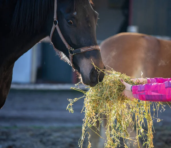 Молодая Девушка Кормит Прекрасную Лошадь Люцерной Ферме — стоковое фото