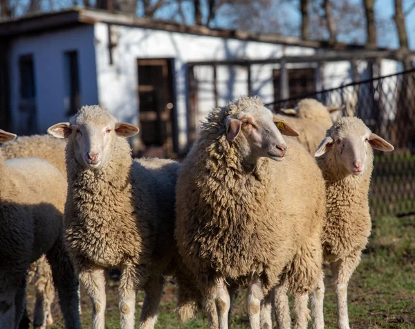 Manada Ovejas Pie Rancho Con Estable Fondo Día Soleado Otoño —  Fotos de Stock