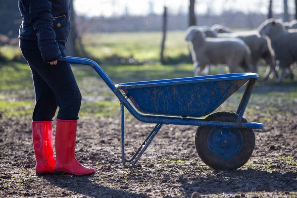 Junges Mädchen Roten Gummistiefeln Schiebt Schubkarre Mit Mist Auf Ranch — Stockfoto