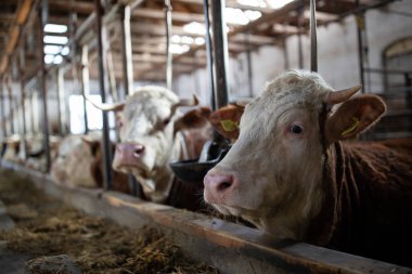 Süt çiftliğinde ahırda yatan benzer inekler.