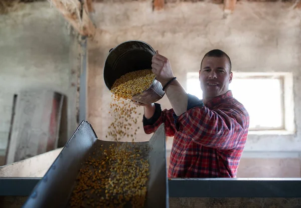 Satisfied farmer working in stable, feeding pigs with corn grains