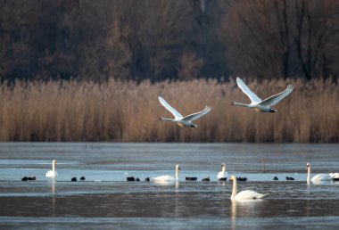 Kışın nehir manzarası, iki dilsiz kuğu suyun üzerinde uçarken kuğular ve yaban ördekleri yüzüyor. Doğal yaşam ortamında vahşi yaşam