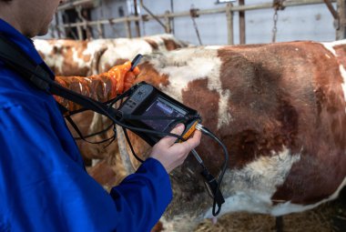 Ultrason cihazıyla veterinerin arka görüşü çiftlikteki inek ahırında hamile olup olmadığını kontrol ediyor.