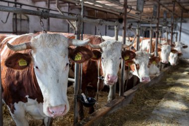 Ahırda dikilen ve kameraya bakan inek oğlu mandıra çiftliği.