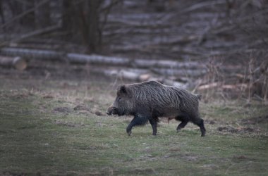 Yaban domuzu (sus scrofa ferus) ilkbaharın başlarında ormanın önündeki çayırda yürüyor. Doğal yaşam ortamında vahşi yaşam
